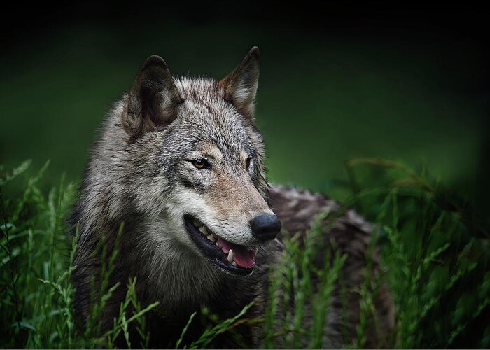 Wolf Greeting Card featuring the photograph Attentive by John Christopher