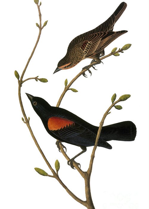 1838 Greeting Card featuring the photograph Audubon: Blackbird by Granger