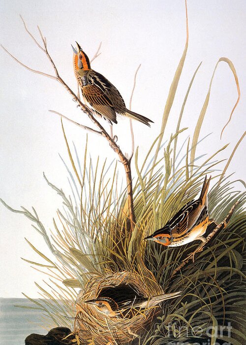 1838 Greeting Card featuring the photograph Audubon: Finch by Granger
