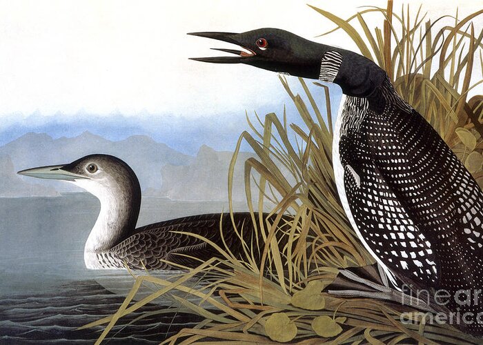 1827 Greeting Card featuring the drawing Loon, 1827 by John James Audubon