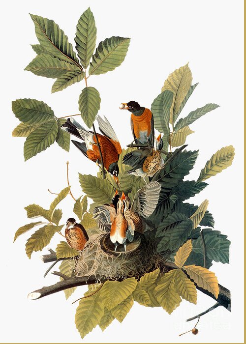 1838 Greeting Card featuring the photograph Audubon: Robin by Granger