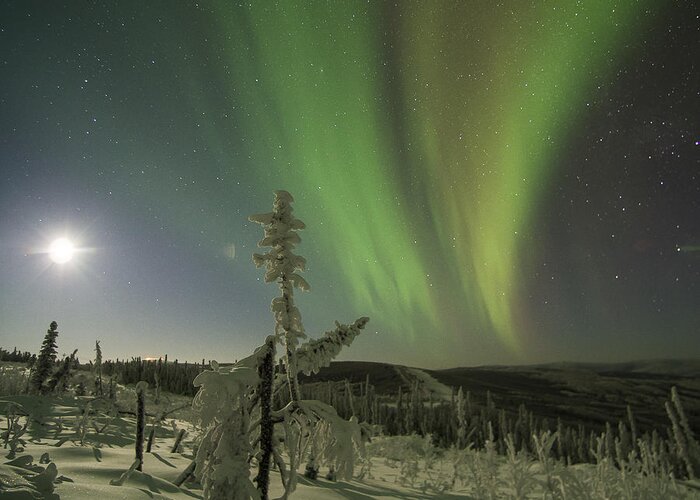 40 Below Greeting Card featuring the photograph Aurora in the Hoar Frost by Ian Johnson