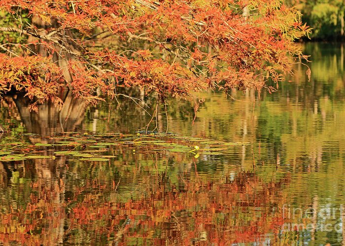 Autumn Trees Greeting Card featuring the photograph Autumn Bayou Louisiana by Luana K Perez
