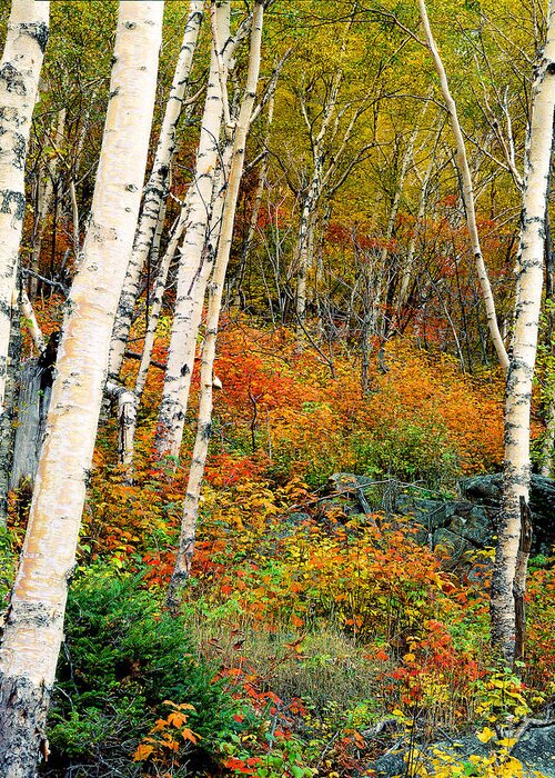 Adirondack Mountains Greeting Card featuring the photograph Autumn Birch by Frank Houck