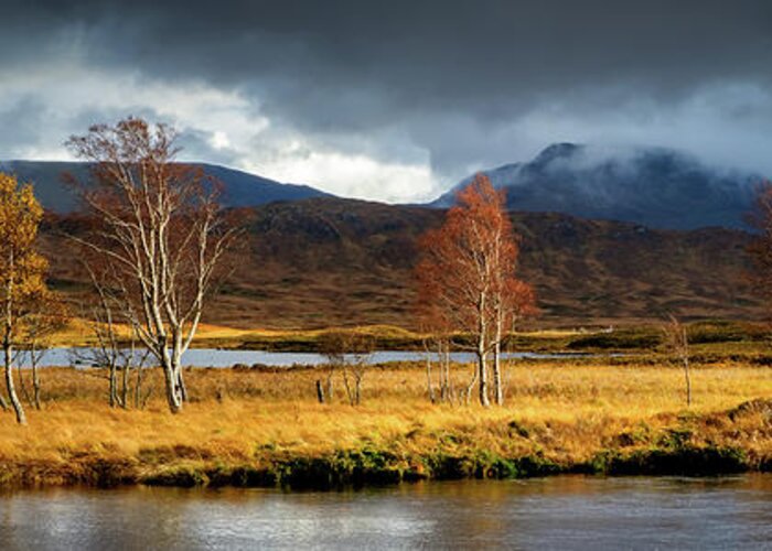 Loch Ba Greeting Card featuring the photograph Autumn Birches by Peter OReilly