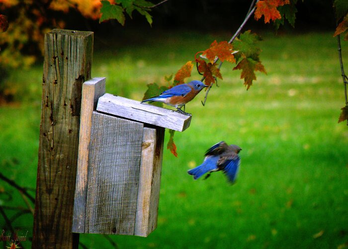 Hovind Greeting Card featuring the photograph Autumn Blue Birds by Scott Hovind