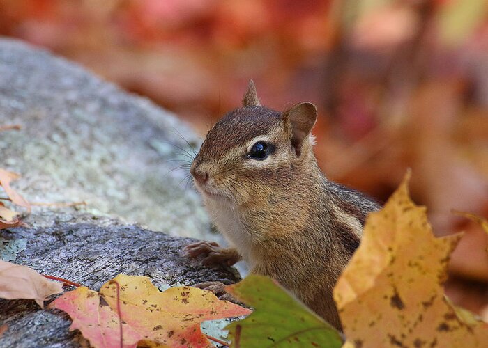 Wildlife Greeting Card featuring the photograph Autumn Chipmunk by William Selander