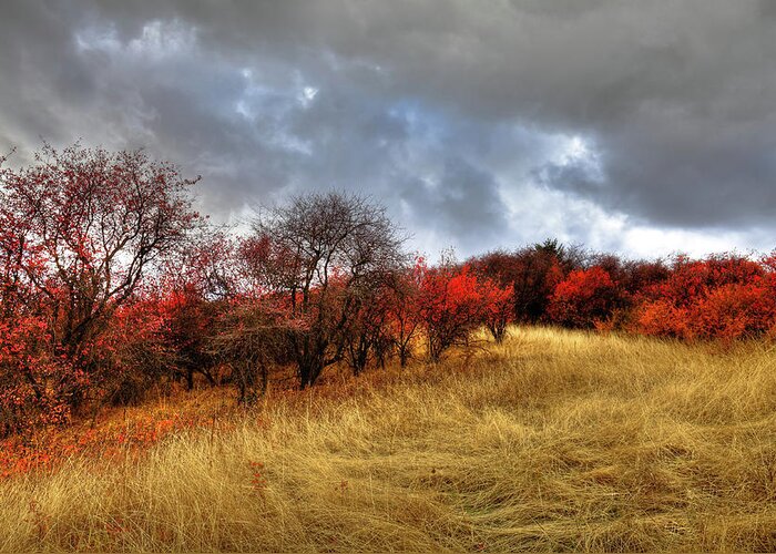 Autumn Colors At Magpie Forest Greeting Card featuring the photograph Autumn Colors at Magpie Forest by David Patterson