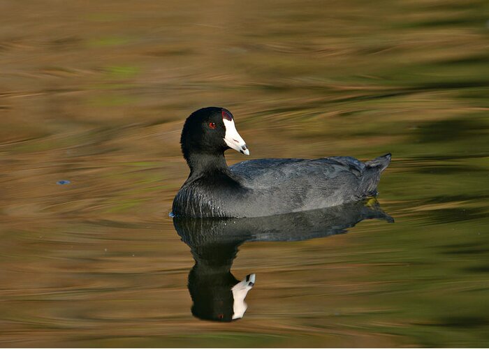 American Coot Greeting Card featuring the photograph Autumn Coot 3 by Fraida Gutovich