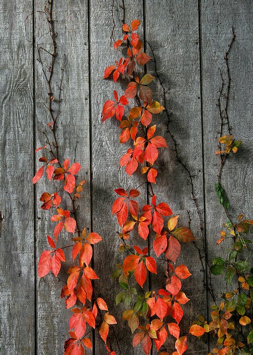 Vines Greeting Card featuring the photograph Autumn Creepers by William Selander
