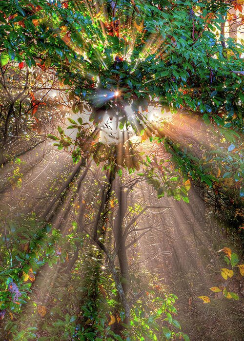 Autumn Greeting Card featuring the photograph Autumn Fall Colors - Sunrise Splendor by Dan Carmichael