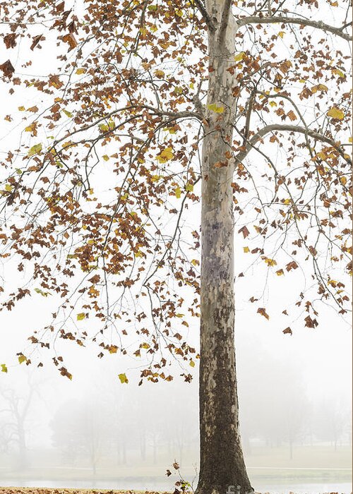 Autumn Greeting Card featuring the photograph Autumn Fog by Tamara Becker