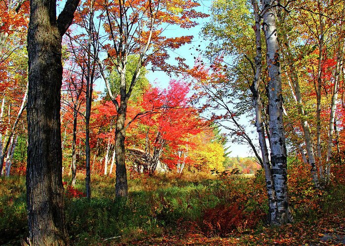 Killarney Provincial Park Greeting Card featuring the photograph Autumn Forest by Debbie Oppermann