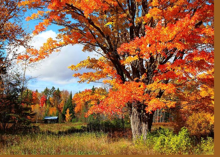 Fall Greeting Card featuring the photograph Autumn Glory by Gigi Dequanne