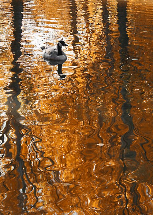 Autumn Greeting Card featuring the photograph Autumn Goose Reflection by Brett Pelletier