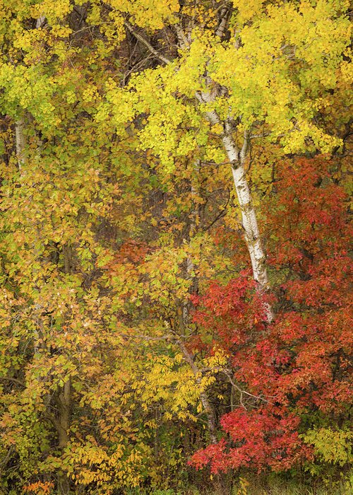 Autumn Greeting Card featuring the photograph Autumn Impressions by Penny Meyers
