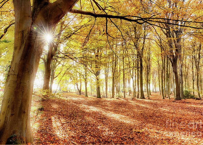 Woodland Greeting Card featuring the photograph Norfolk autumn in amazing colour by Simon Bratt