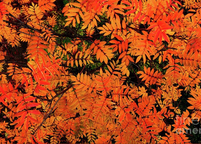  Greeting Card featuring the digital art Autumn in Maple Creek by Darcy Dietrich