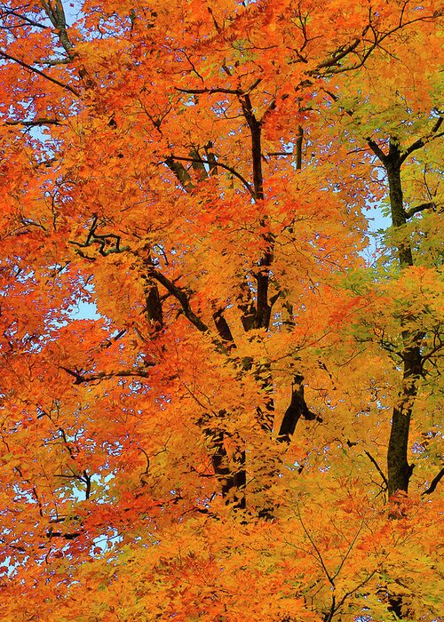 Gary Hall Greeting Card featuring the photograph Autumn in Southern Ontario by Gary Hall