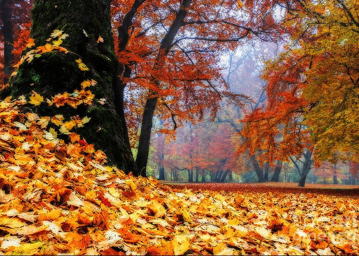 Autumn Greeting Card featuring the photograph Autumn In The Woodland by Hannes Cmarits