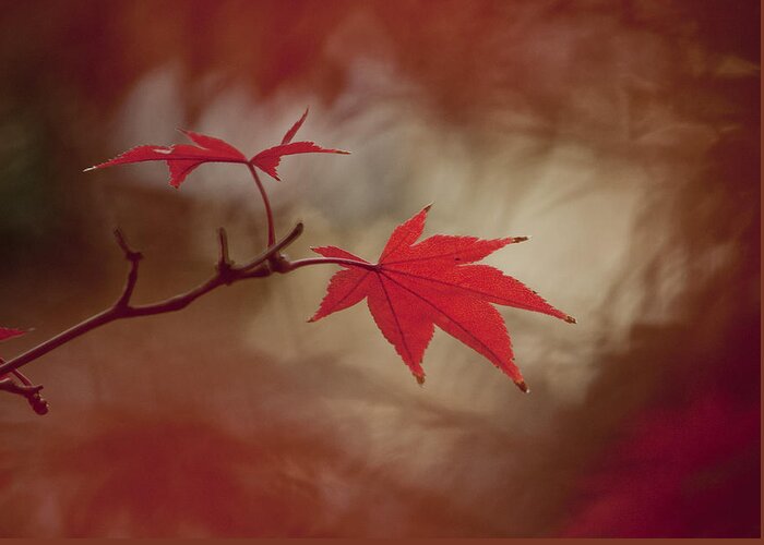 Nature Greeting Card featuring the photograph Autumn Leaf - Red by Gary Hughes