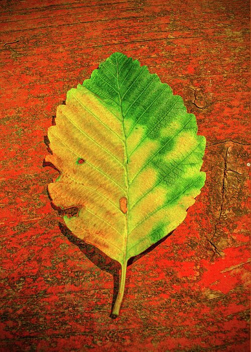 Autumn Greeting Card featuring the photograph Autumn Leaf Three by Tikvah's Hope