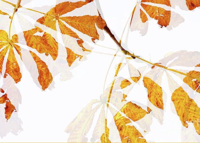 Leaves Greeting Card featuring the photograph Autumn Leaves Abstract by Natalie Kinnear