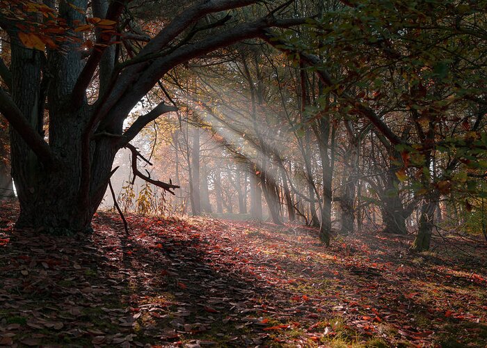Autumn Greeting Card featuring the photograph Autumn Light by Scott Carruthers