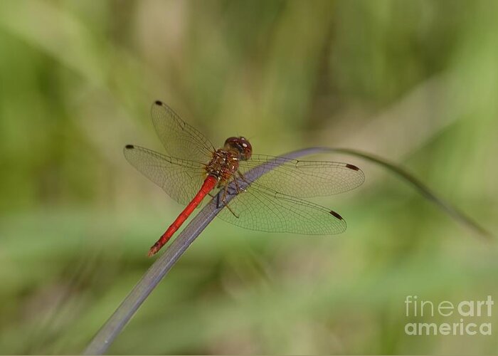 Autumn Meadowhawk Greeting Card featuring the photograph Autumn Meadowhawk by Randy Bodkins