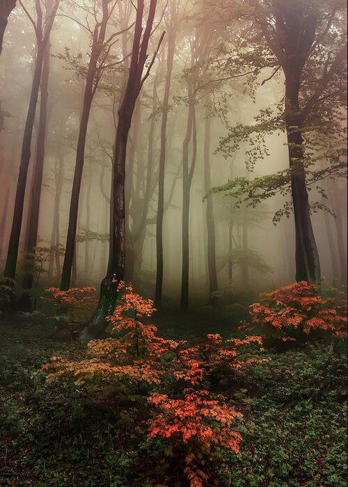 Trees Greeting Card featuring the photograph Autumn mornin in forgotten forest by Jaroslaw Blaminsky