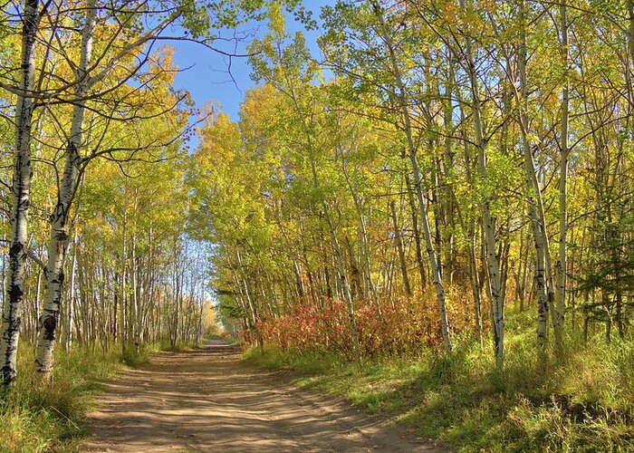Autumn Greeting Card featuring the photograph Autumn on the trail by Jim Sauchyn