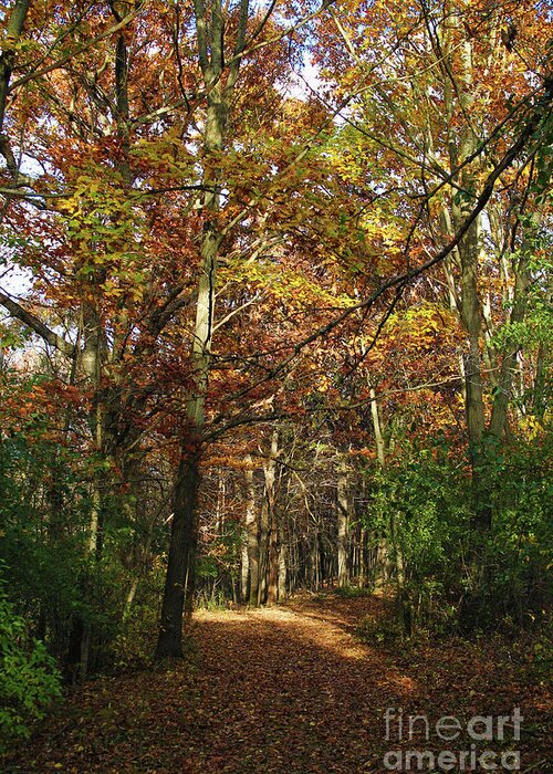 Autumn Greeting Card featuring the photograph Autumn Path at St Croix Bluffs by Jimmy Ostgard