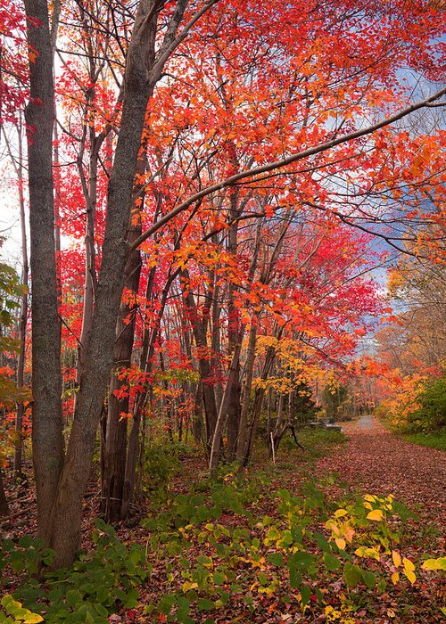  Autumn Greeting Card featuring the photograph Autumn Pathway by Irwin Barrett