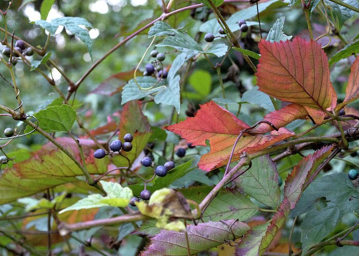 Berries Greeting Card featuring the photograph Autumn Purple Berries by Lisa Blake