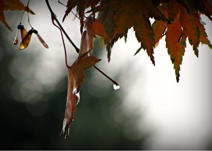 Raindrop Greeting Card featuring the photograph Autumn Raindrops by KATIE Vigil