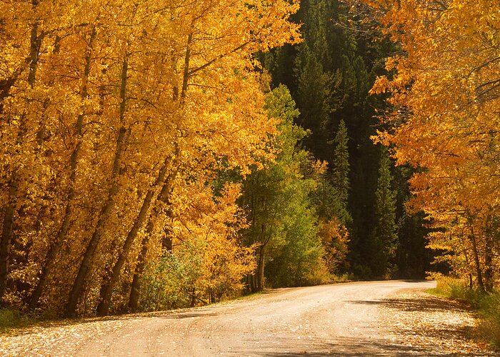 Autumn Greeting Card featuring the photograph Autumn Road by James BO Insogna