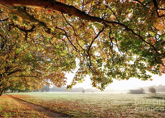Autumn Greeting Card featuring the photograph Autumn scene with overhanging trees by Simon Bratt