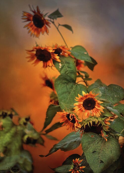 Nature Greeting Card featuring the photograph Autumn Sunflowers by Theresa Campbell