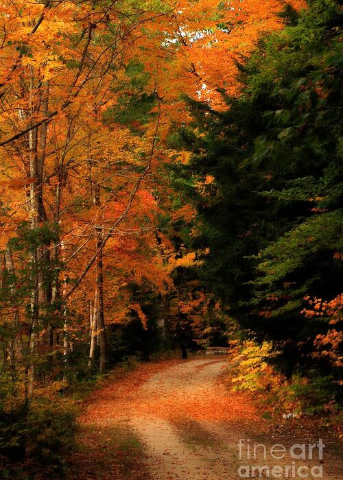 Landscape Greeting Card featuring the photograph Autumn Trail by Marcia Lee Jones