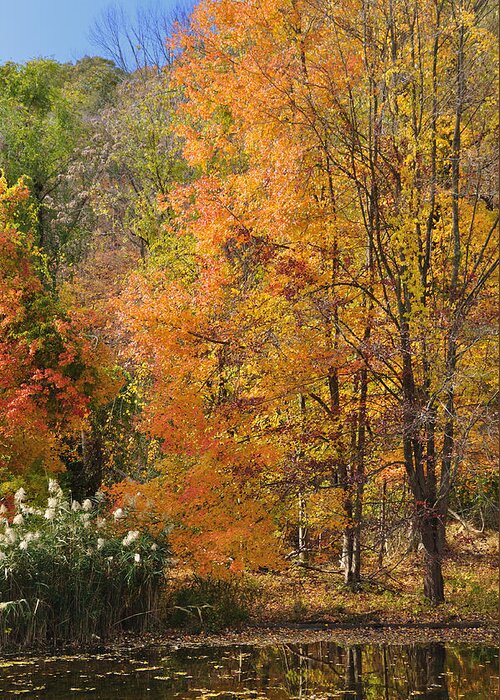 Fall Greeting Card featuring the photograph Autumn Tranquility 4 by Frank Mari