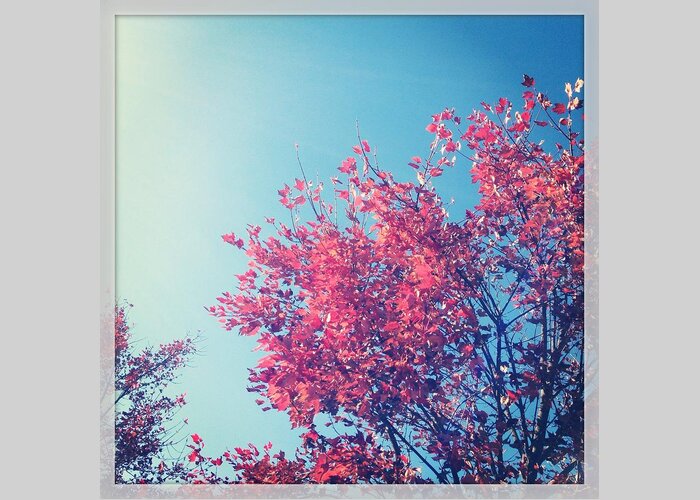  Greeting Card featuring the photograph Autumn Trees and Sky by Will Felix