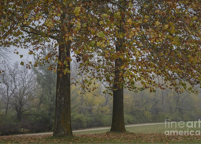 Autumn Greeting Card featuring the photograph Autumn Trees with Fog by Tamara Becker