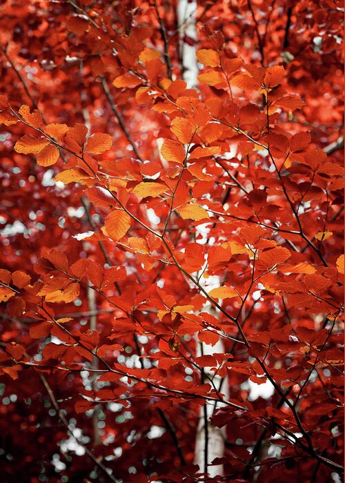 Birch Greeting Card featuring the photograph Autumn Triumph by Philippe Sainte-Laudy
