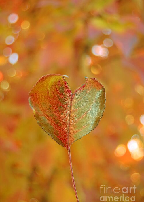 Heart Greeting Card featuring the photograph Autumn's Golden Splendor by Debra Thompson