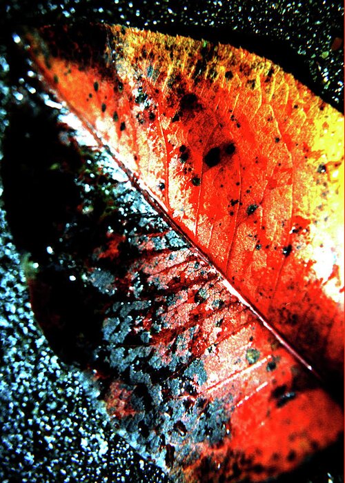 Leaf Greeting Card featuring the photograph Autumns Rain by Lesa Fine