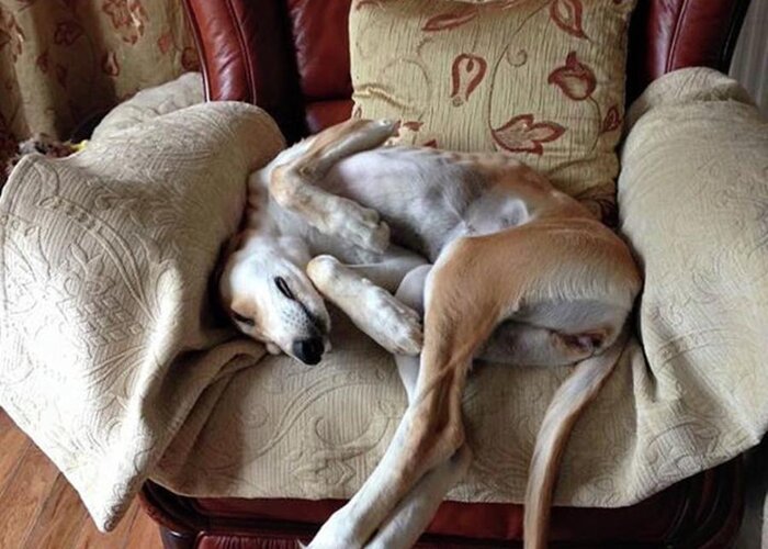 Persiangreyhound Greeting Card featuring the photograph Ava - Asleep On Her Favourite Chair by John Edwards