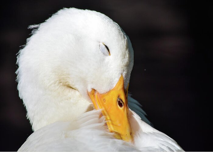 Pekin Duck Greeting Card featuring the photograph Aw Shucks by Mary Ann Artz