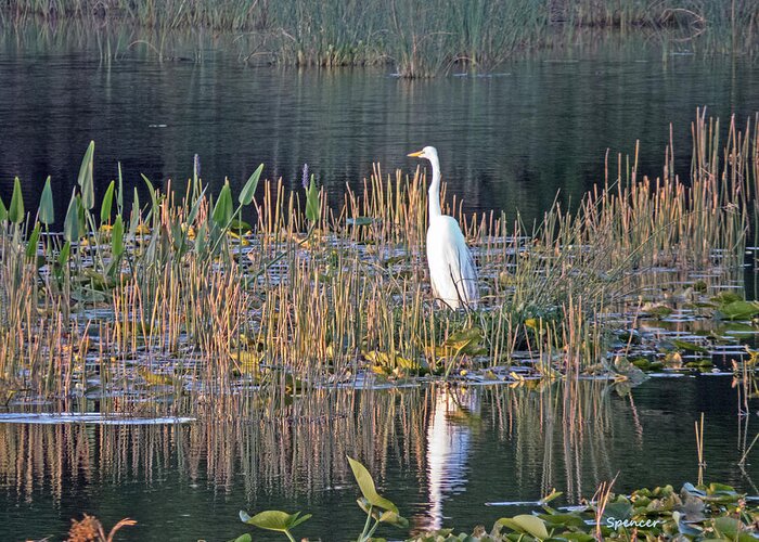 Egret Greeting Card featuring the photograph Awake by T Guy Spencer