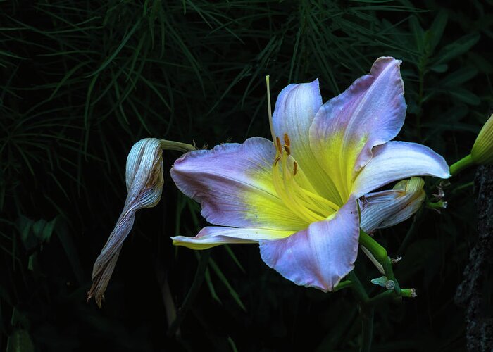 Hayward Garden Putney Vermont Greeting Card featuring the photograph Awesome Daylily by Tom Singleton