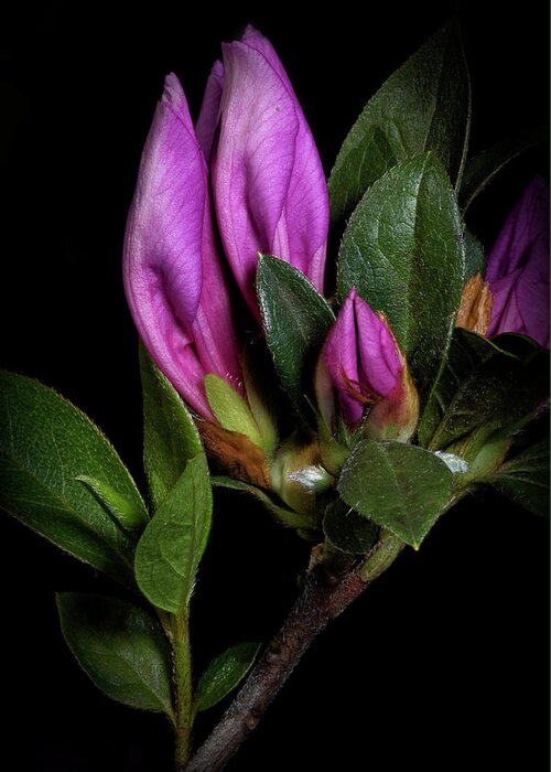 Still Life Greeting Card featuring the photograph Azalea Buds by Richard Rizzo
